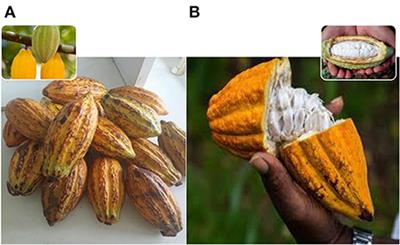 Box fermentation and solar drying improve the nutrient composition and organoleptic quality of chocolate from cocoa beans